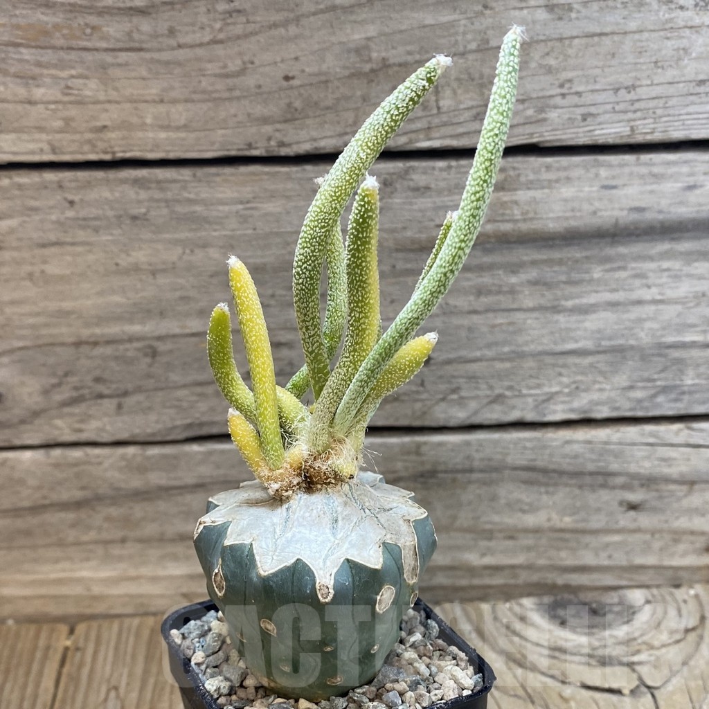SH23427 Astrophytum caput-medusae f. variegata, grafted - Image 2