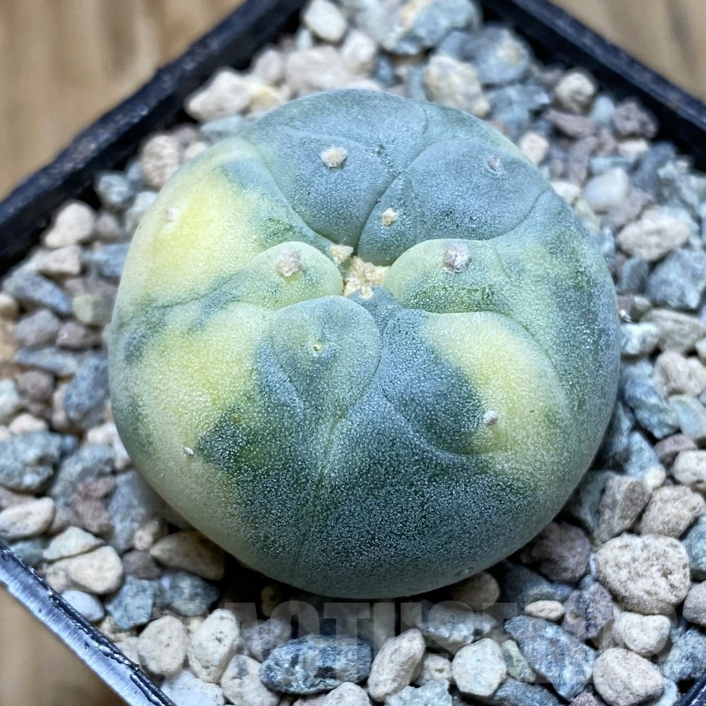 SH23431 Anhalonium frichii f. variegata