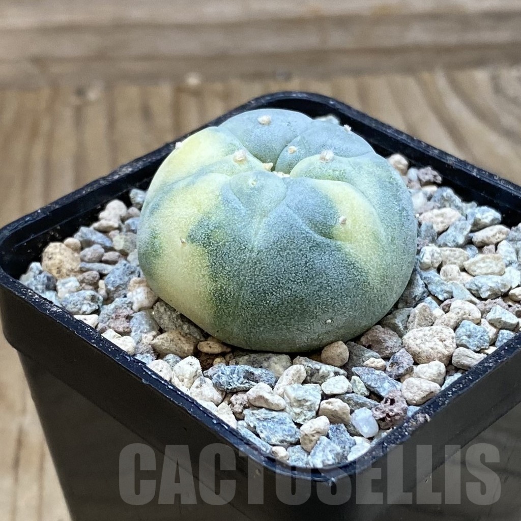 SH23431 Anhalonium frichii f. variegata - Image 2