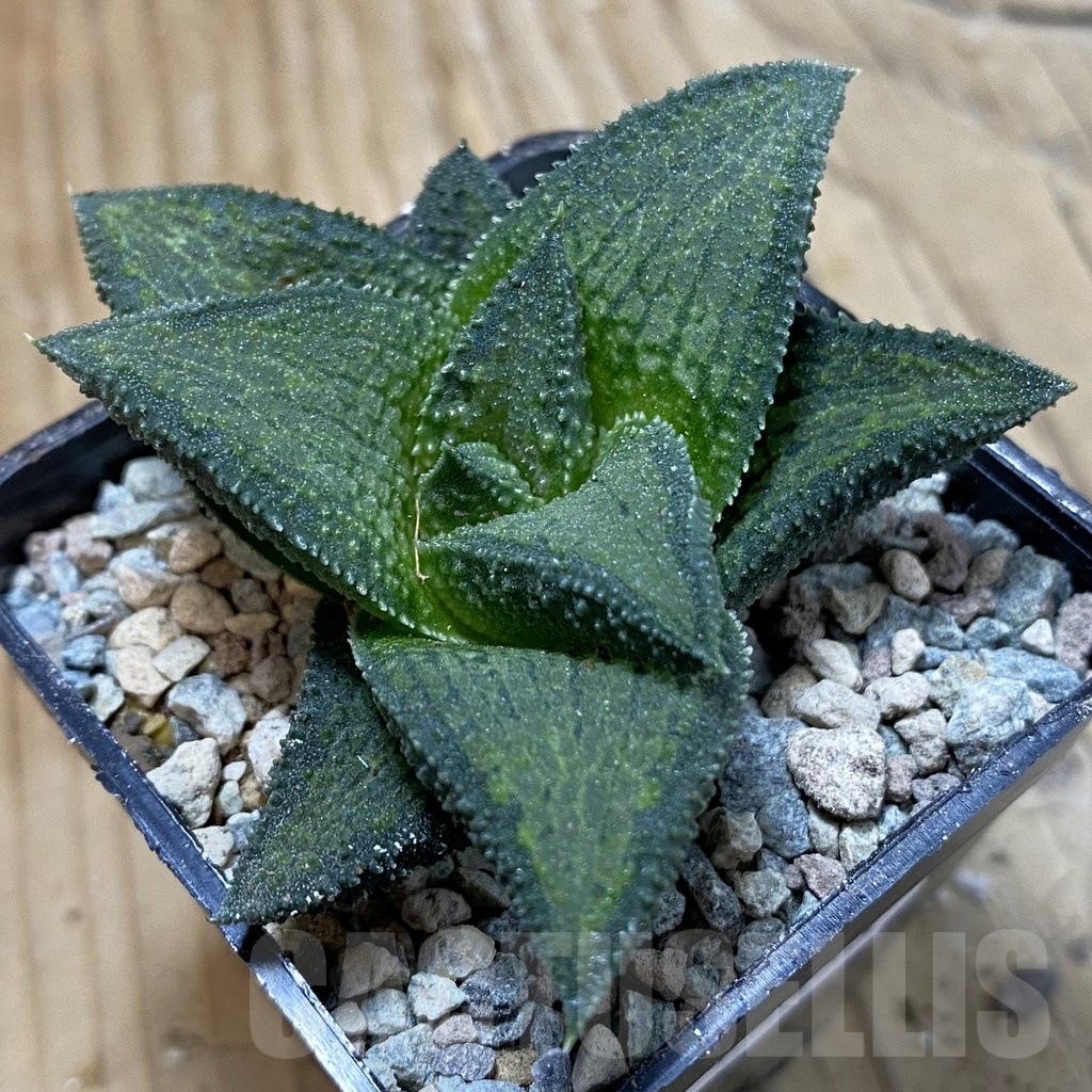 SH23433 Haworthia koelmaniorum T-3