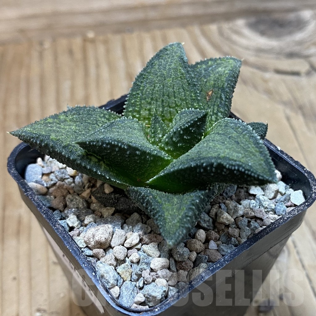 SH23433 Haworthia koelmaniorum T-3 - Image 2