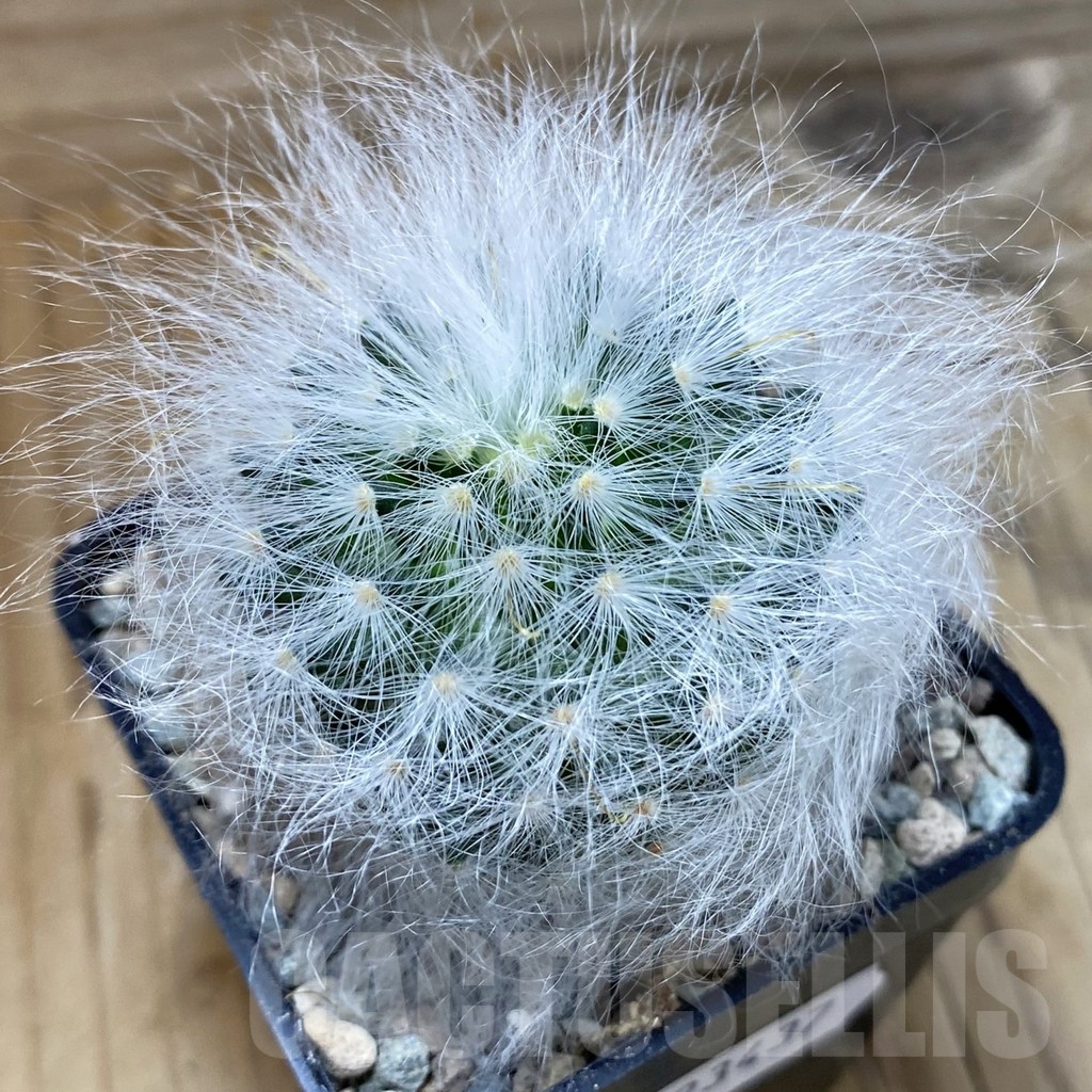 SH23437 Mammillaria guelzowiana LAU 640
