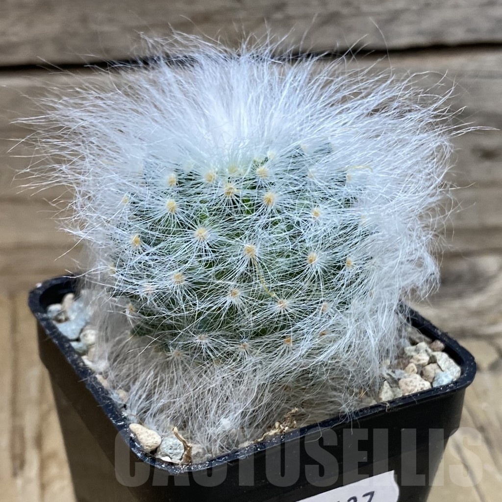 SH23437 Mammillaria guelzowiana LAU 640 - Image 2
