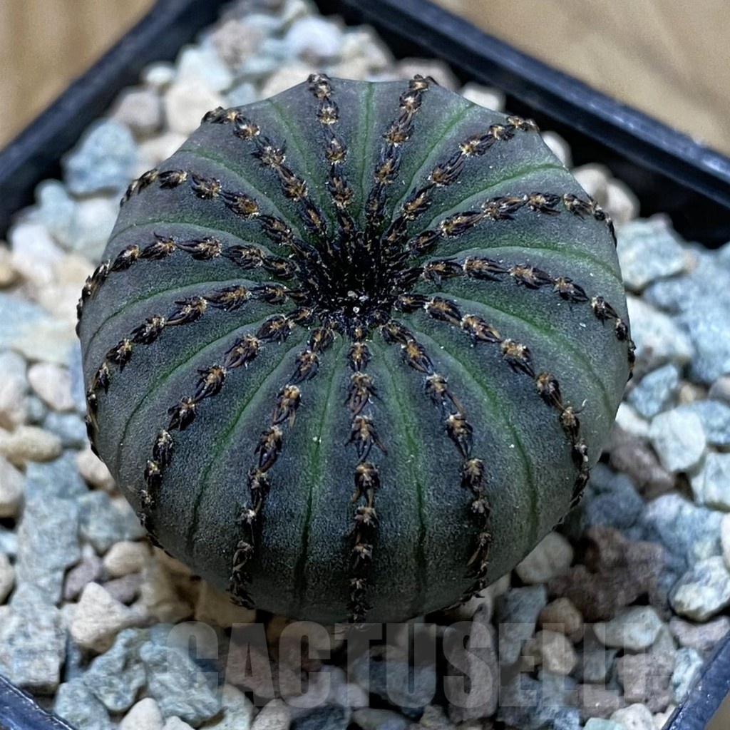 SH23442 Frailea asterioides