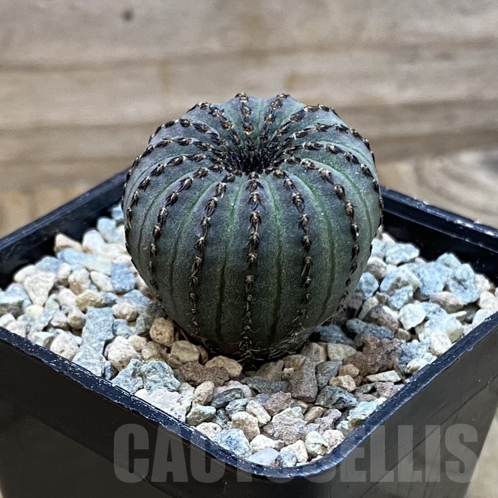 SH23442 Frailea asterioides - Image 2