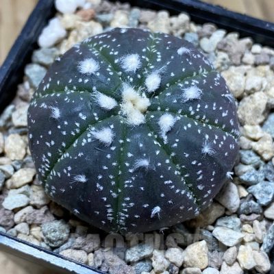 SH23543 Astrophytum asterias ‘Purple Skin’