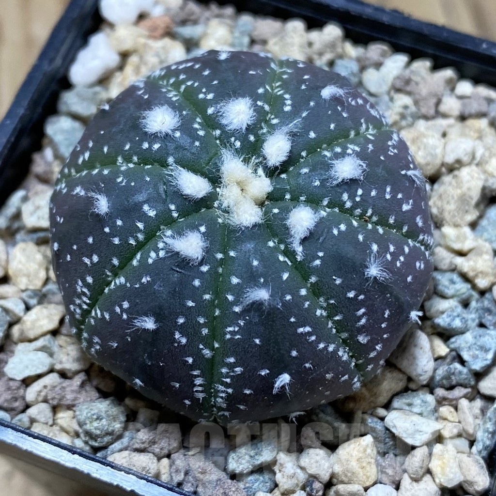 SH23543 Astrophytum asterias ‘Purple Skin’