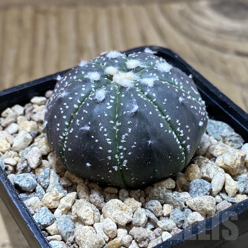 SH23543 Astrophytum asterias ‘Purple Skin’ - Image 2