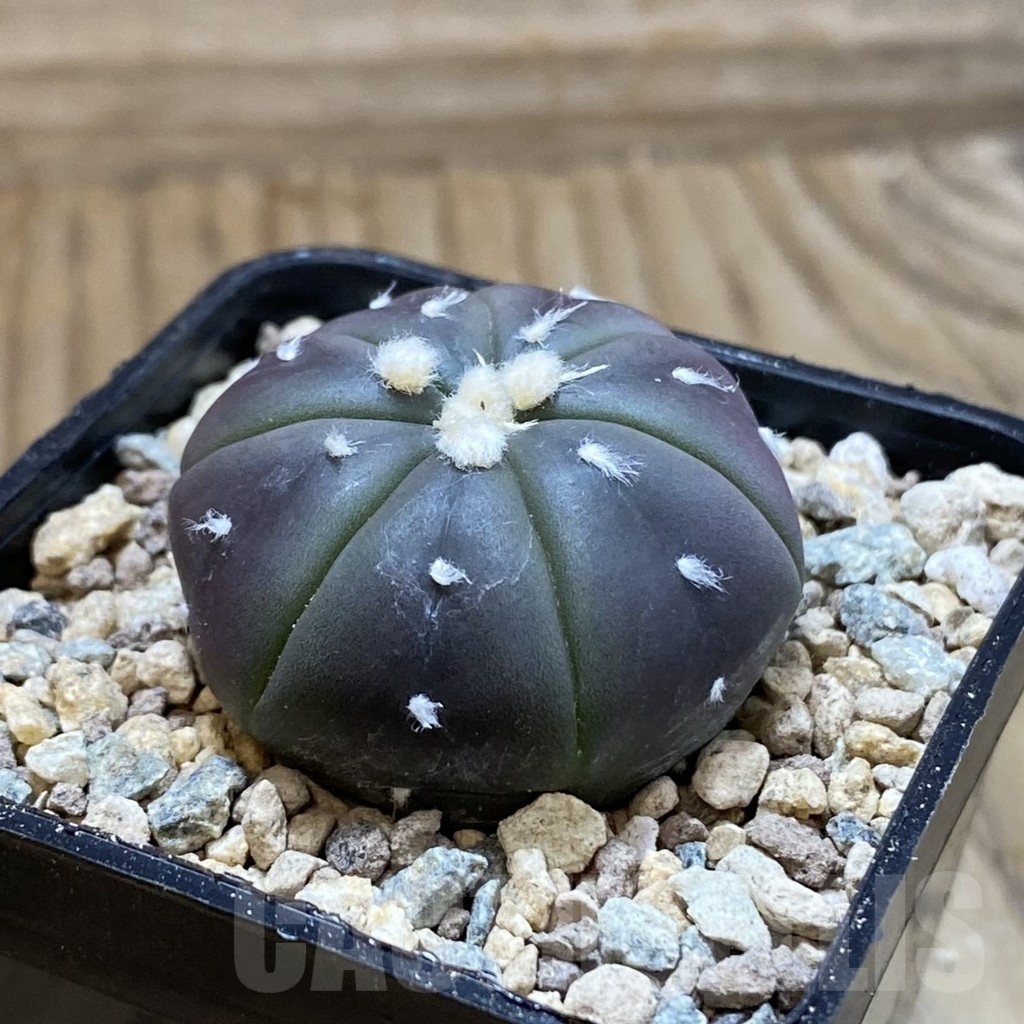 SH23544 Astrophytum asterias ‘Purple Skin’ - Image 2