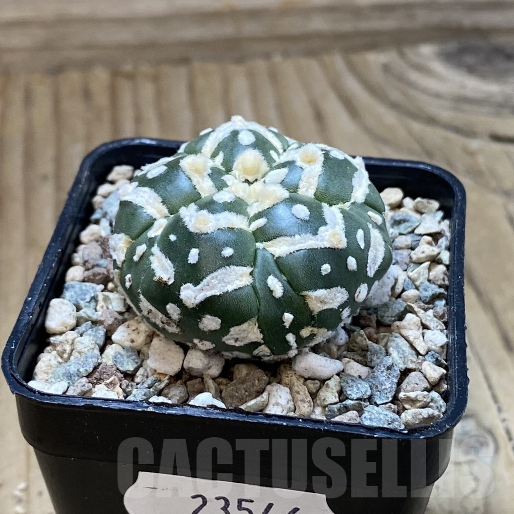 SH23546 Astrophytum asterias ‘Super Kabuto’ V-type f. nudum, 5-ribs - Image 2