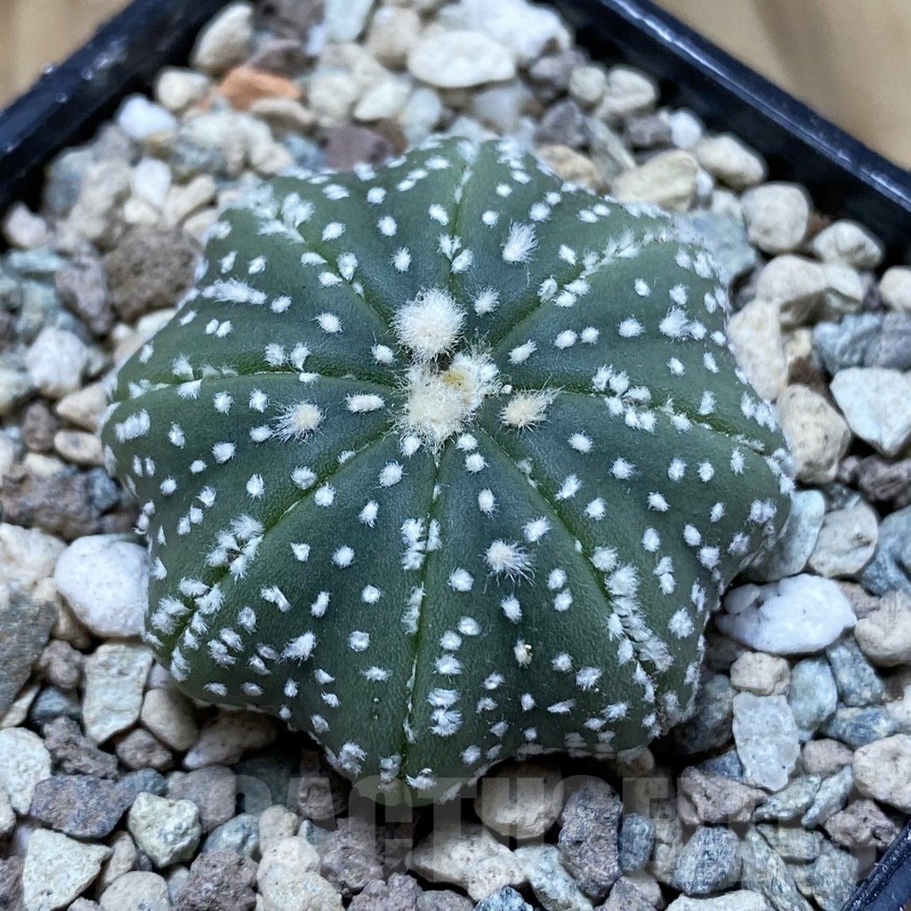 SH23548 Astrophytum asterias ‘Star Shape’