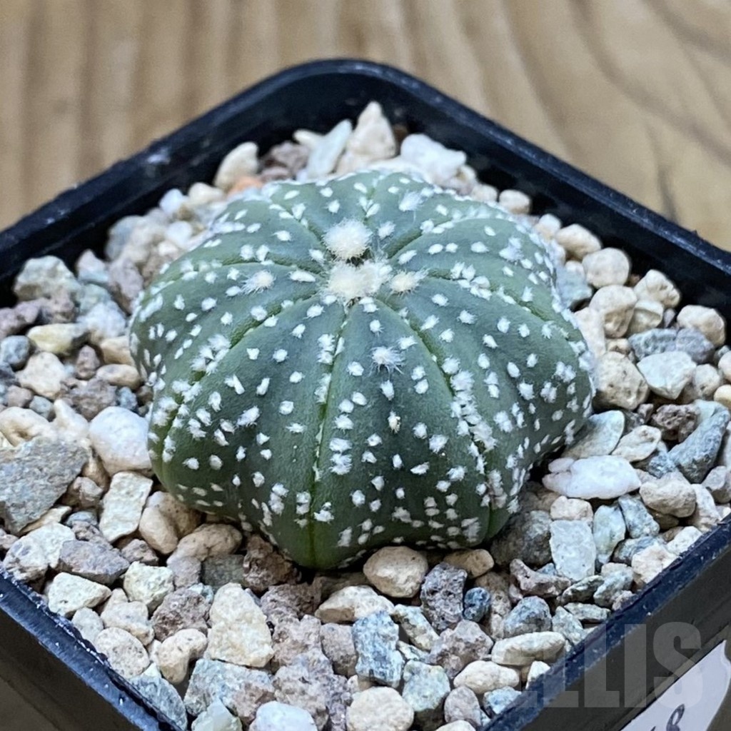 SH23548 Astrophytum asterias ‘Star Shape’ - Image 2