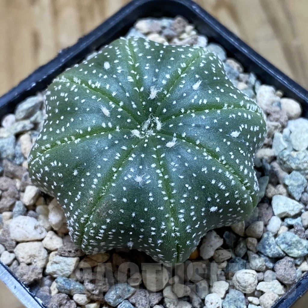 SH23549 Astrophytum asterias ‘Star Shape’