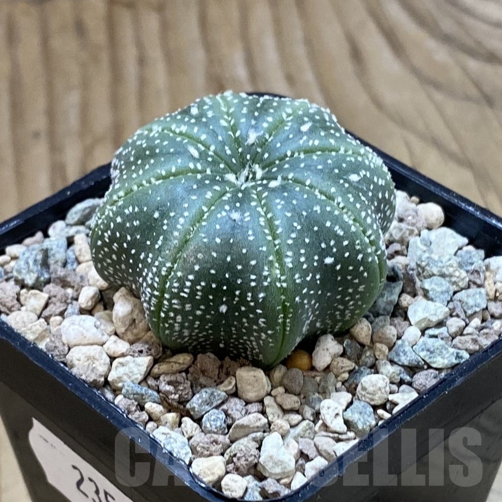 SH23549 Astrophytum asterias ‘Star Shape’ - Image 2