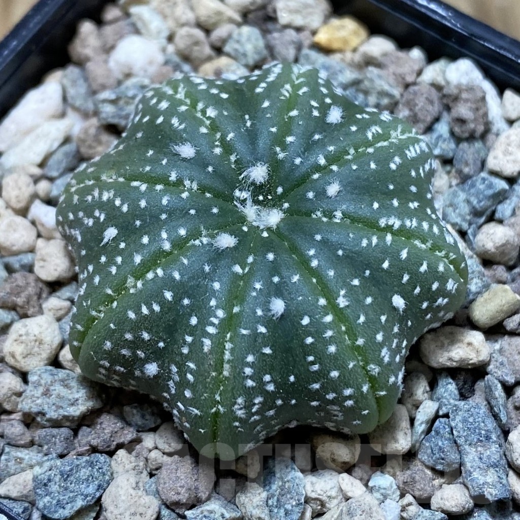 SH23550 Astrophytum asterias ‘Star Shape’