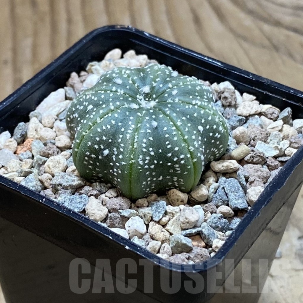 SH23550 Astrophytum asterias ‘Star Shape’ - Image 2