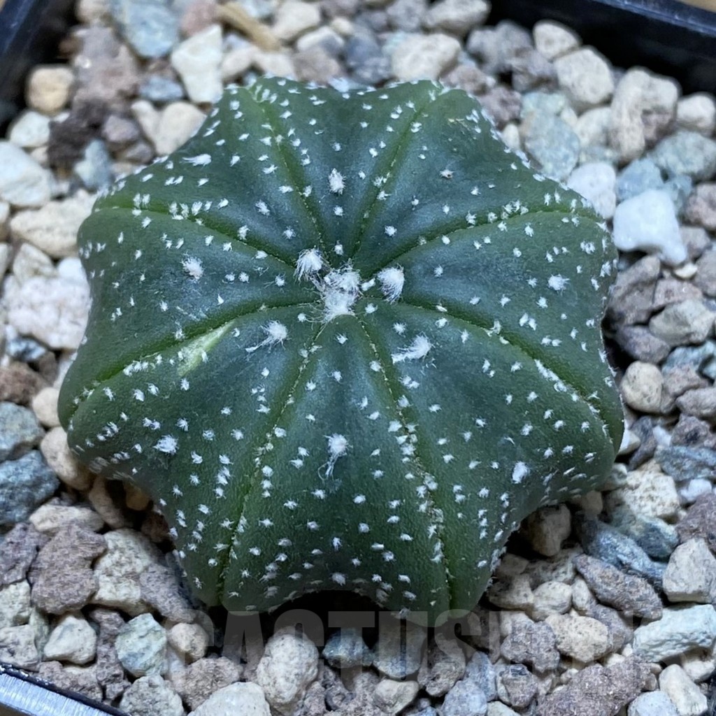 SH23552 Astrophytum asterias ‘Star Shape’