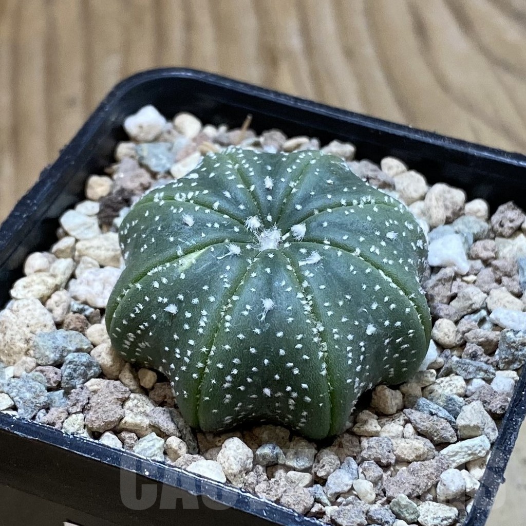 SH23552 Astrophytum asterias ‘Star Shape’ - Image 2
