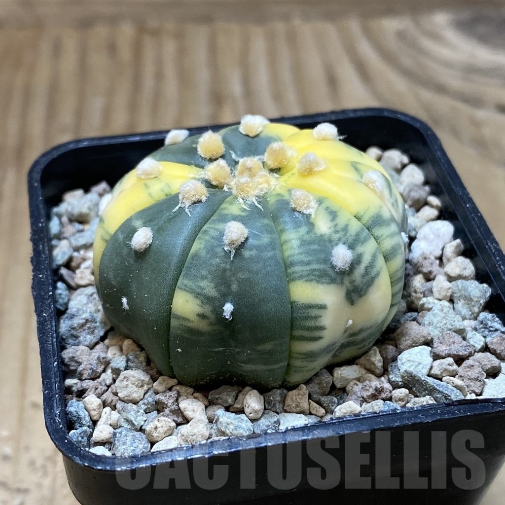 SH23553 Astrophytum asterias f. variegata - Image 2