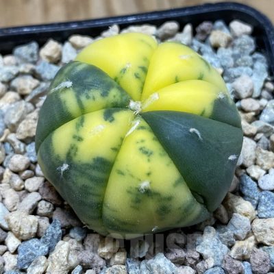 SH23556 Astrophytum asterias f. variegata, 7-ribs