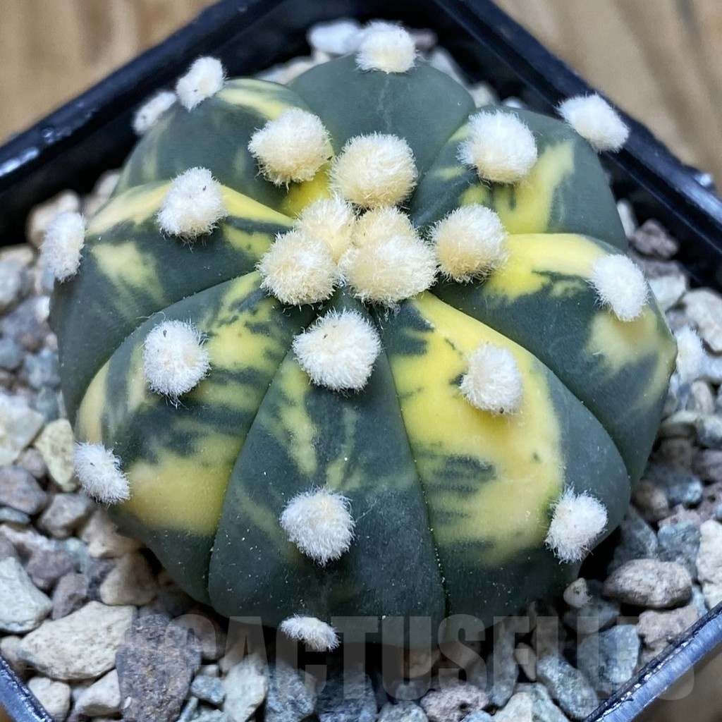 SH23557 Astrophytum asterias 'Ooibo' f. variegata