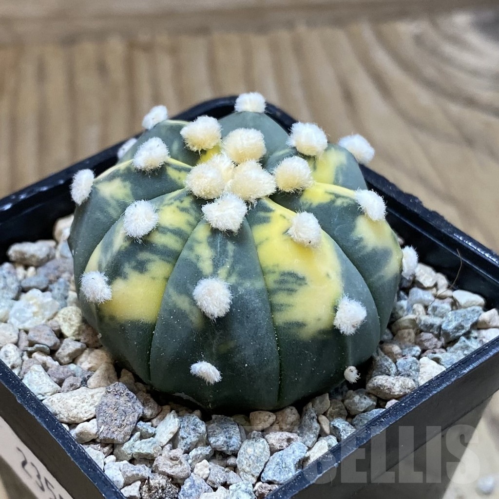 SH23557 Astrophytum asterias 'Ooibo' f. variegata - Image 2