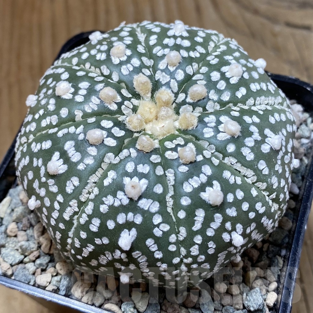 SH23558 Astrophytum asterias ‘Super Kabuto’ V-type ‘Pink Flower’