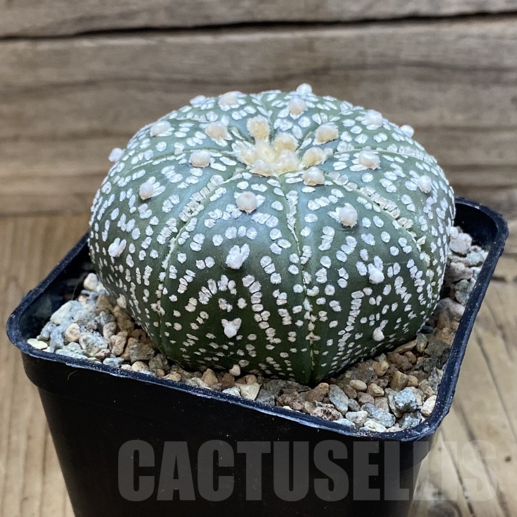 SH23558 Astrophytum asterias ‘Super Kabuto’ V-type ‘Pink Flower’ - Image 2