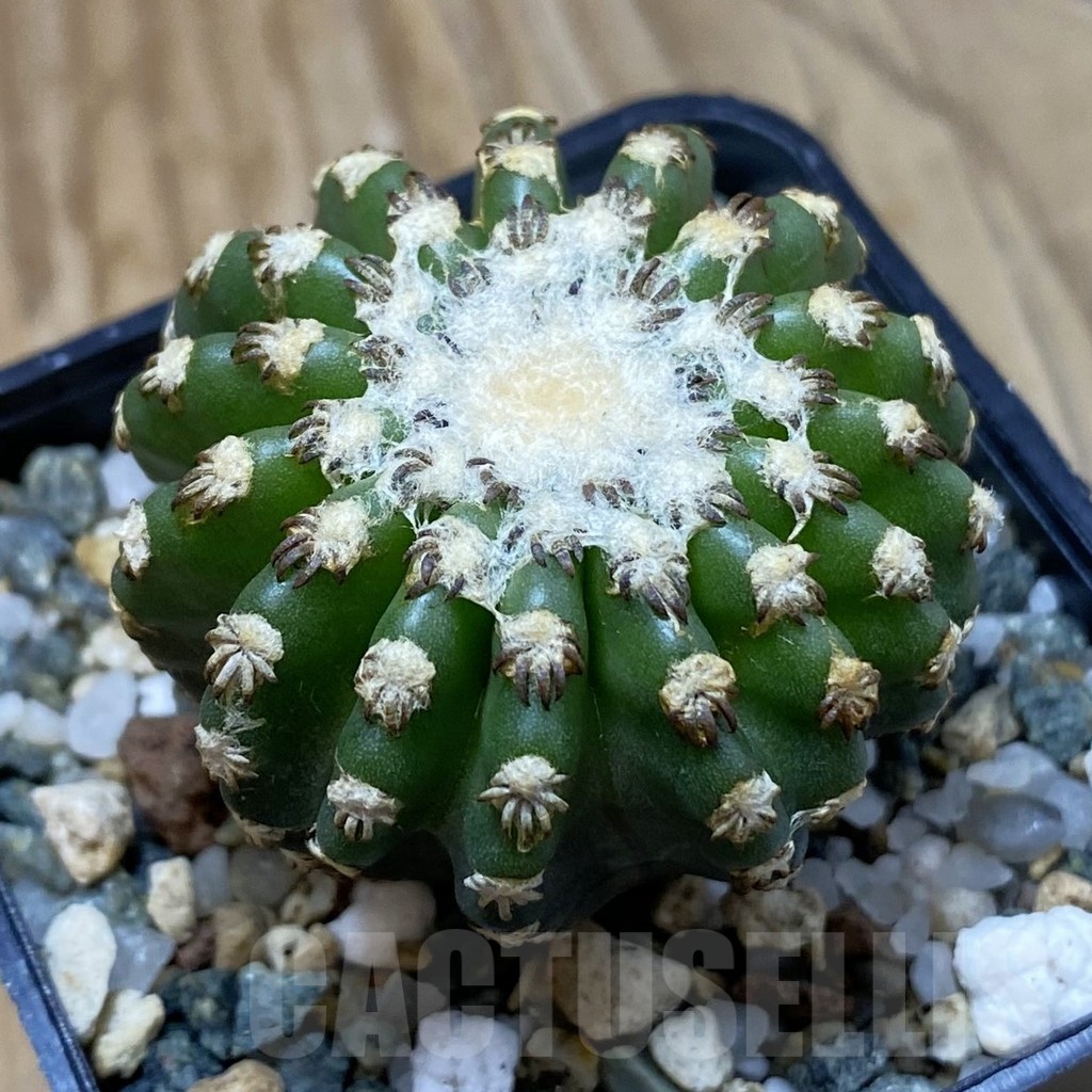 SH23565 Discocactus horstii