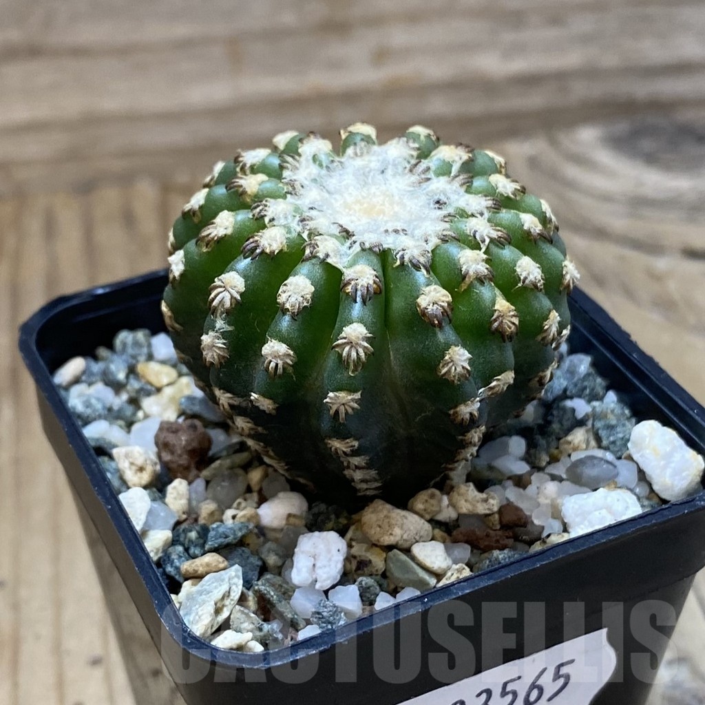 SH23565 Discocactus horstii - Image 2