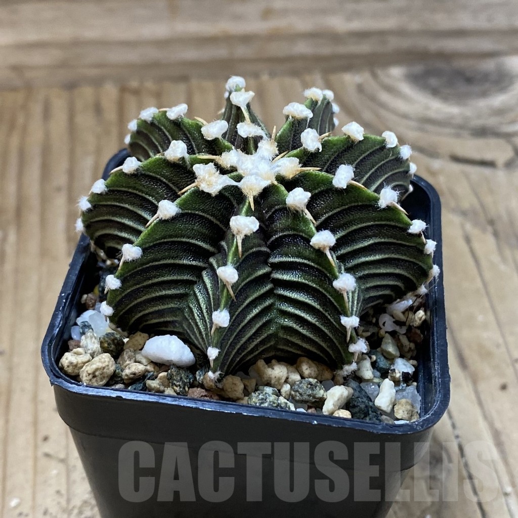 SH23566 Gymnocalycium friedrichii VOS1241 - Image 2