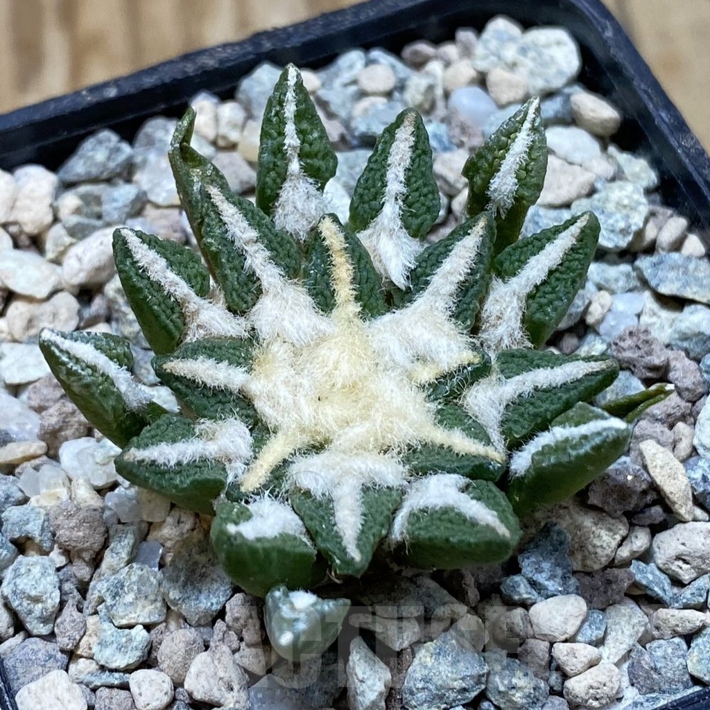 SH23567 Ariocarpus kotschoubeyanus hybrid, own roots