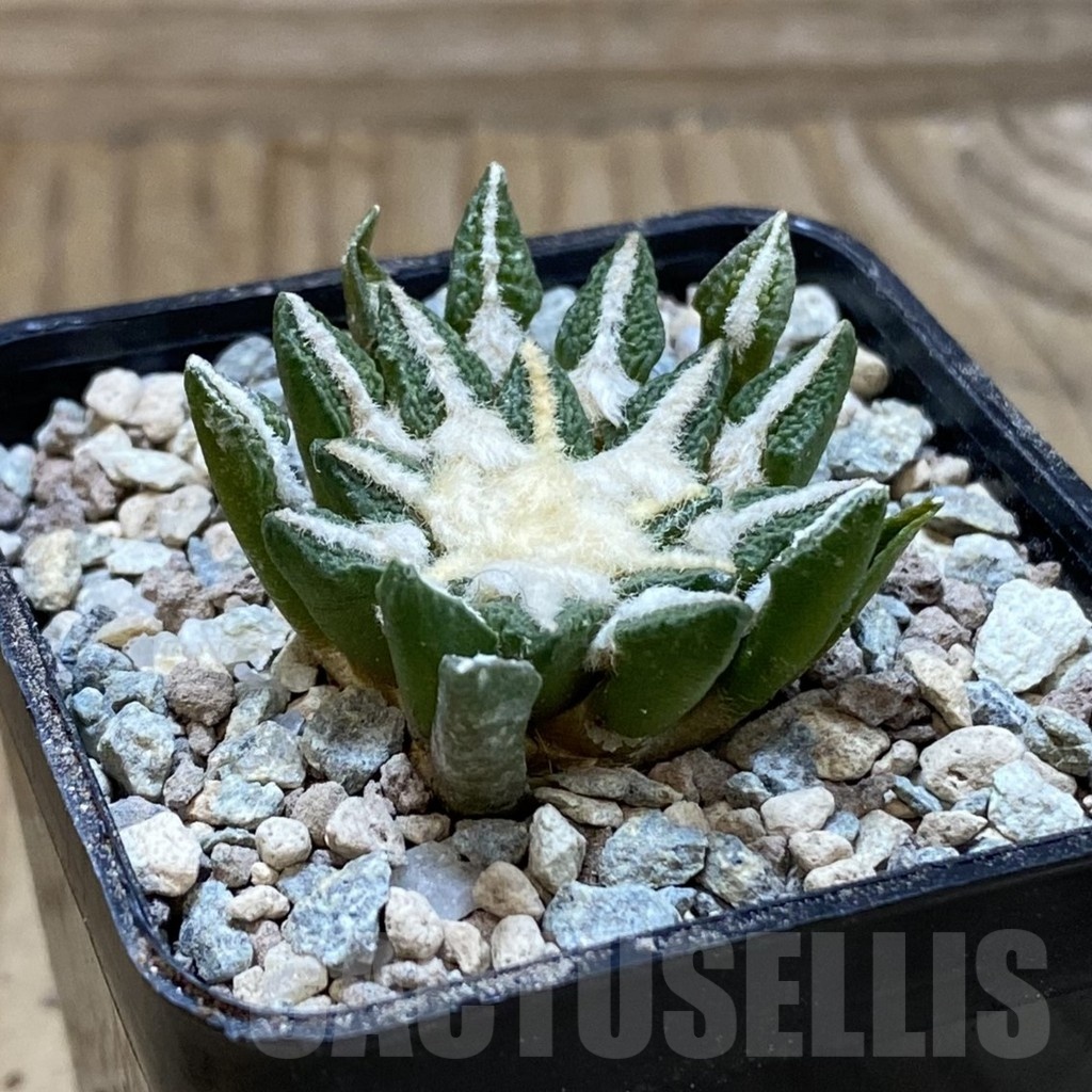 SH23567 Ariocarpus kotschoubeyanus hybrid, own roots - Image 2