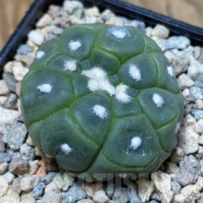 SH23516 Astrophytum asterias ‘Kikko Lizart Skin’