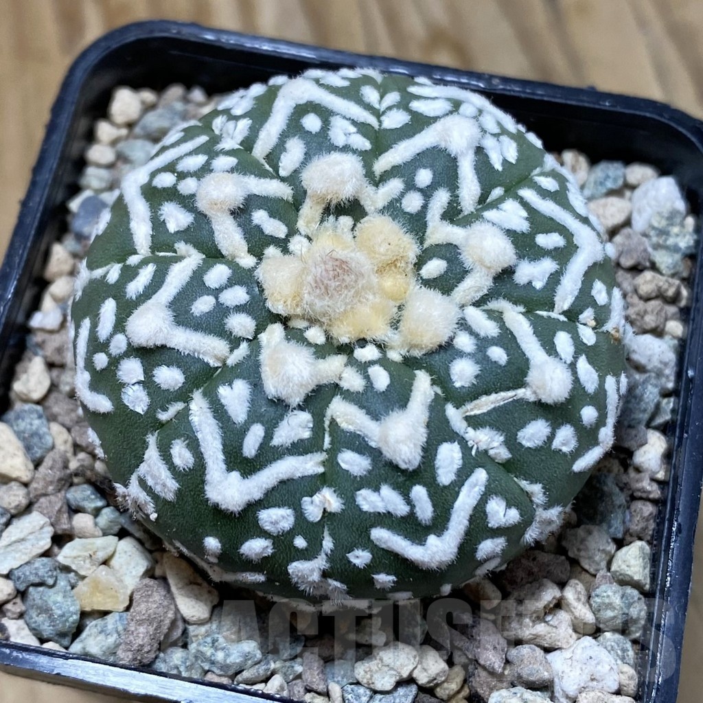 SH23518 Astrophytum asterias ‘Super Kabuto’ V-type f. nudum