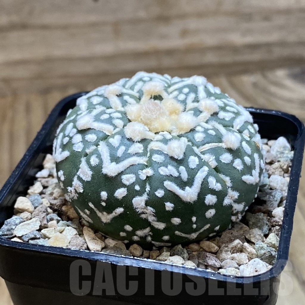 SH23518 Astrophytum asterias ‘Super Kabuto’ V-type f. nudum - Image 2