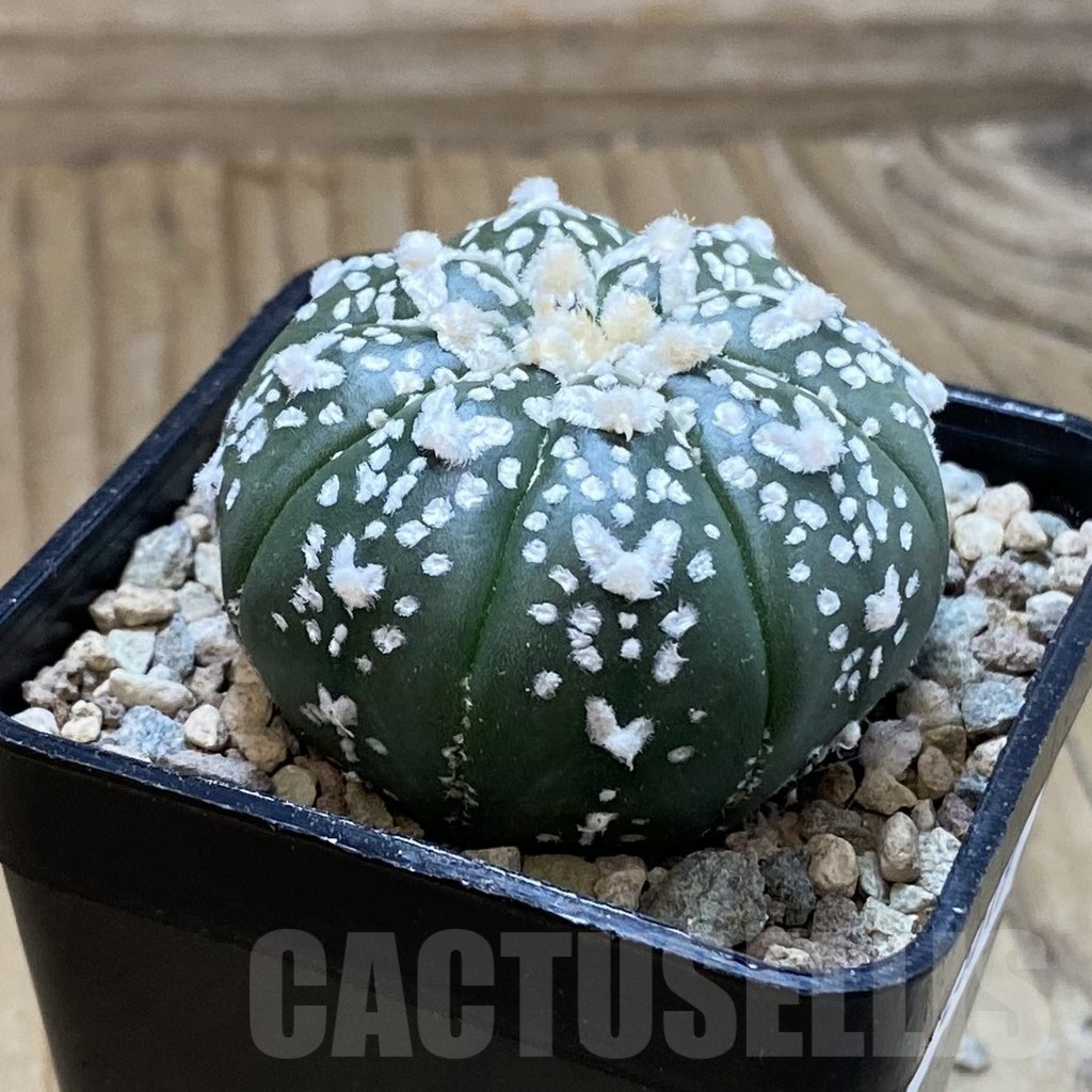 SH23519 Astrophytum asterias ‘Super Kabuto’ V-type f. nudum - Image 2