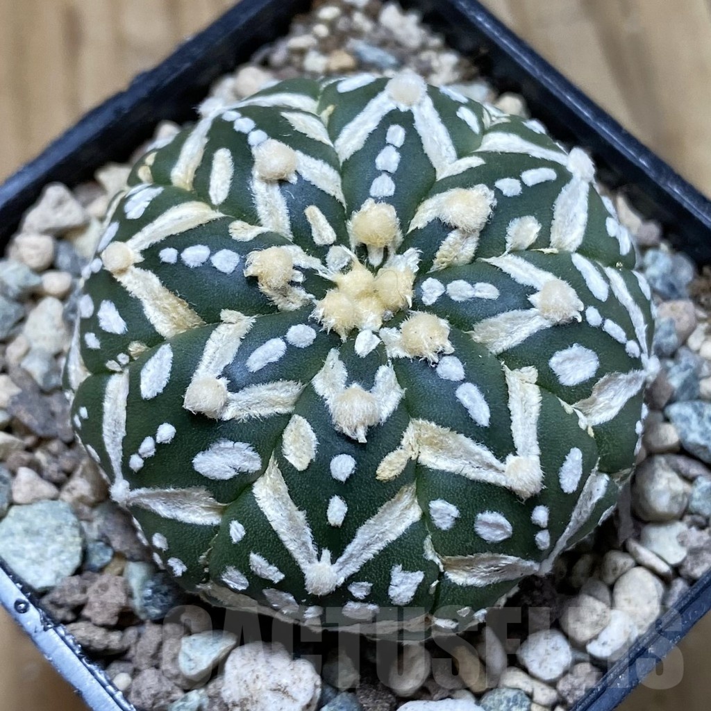 SH23522 Astrophytum asterias ‘Super Kabuto’ V-type f. nudum