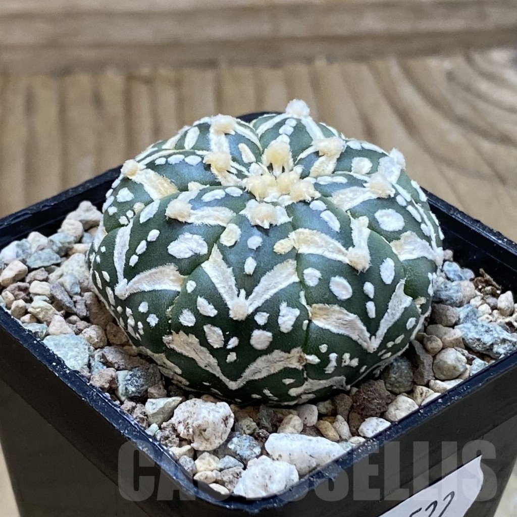 SH23522 Astrophytum asterias ‘Super Kabuto’ V-type f. nudum - Image 2