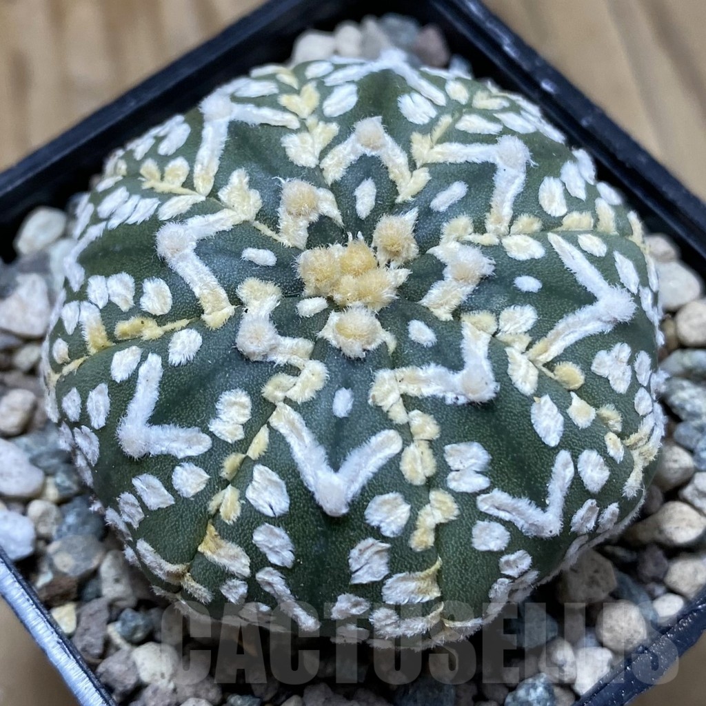 SH23523 Astrophytum asterias ‘Super Kabuto’ V-type f. nudum