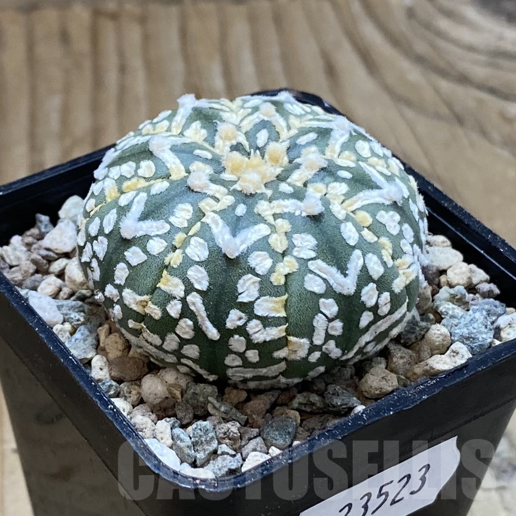SH23523 Astrophytum asterias ‘Super Kabuto’ V-type f. nudum - Image 2