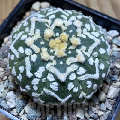SH23524 Astrophytum asterias ‘Super Kabuto’ V-type f. nudum