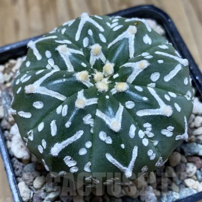 SH23525 Astrophytum asterias ‘Super Kabuto’ V-type f. nudum