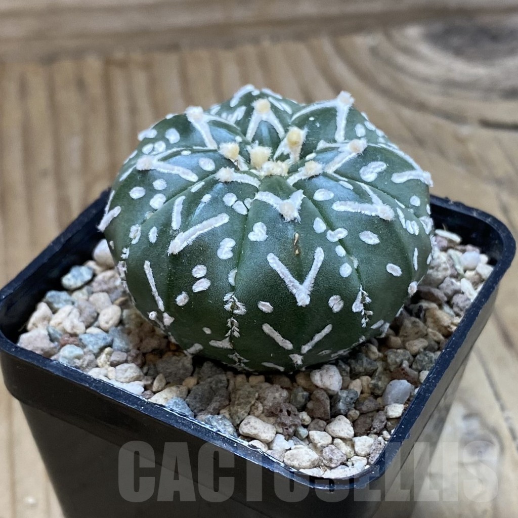 SH23525 Astrophytum asterias ‘Super Kabuto’ V-type f. nudum - Image 2