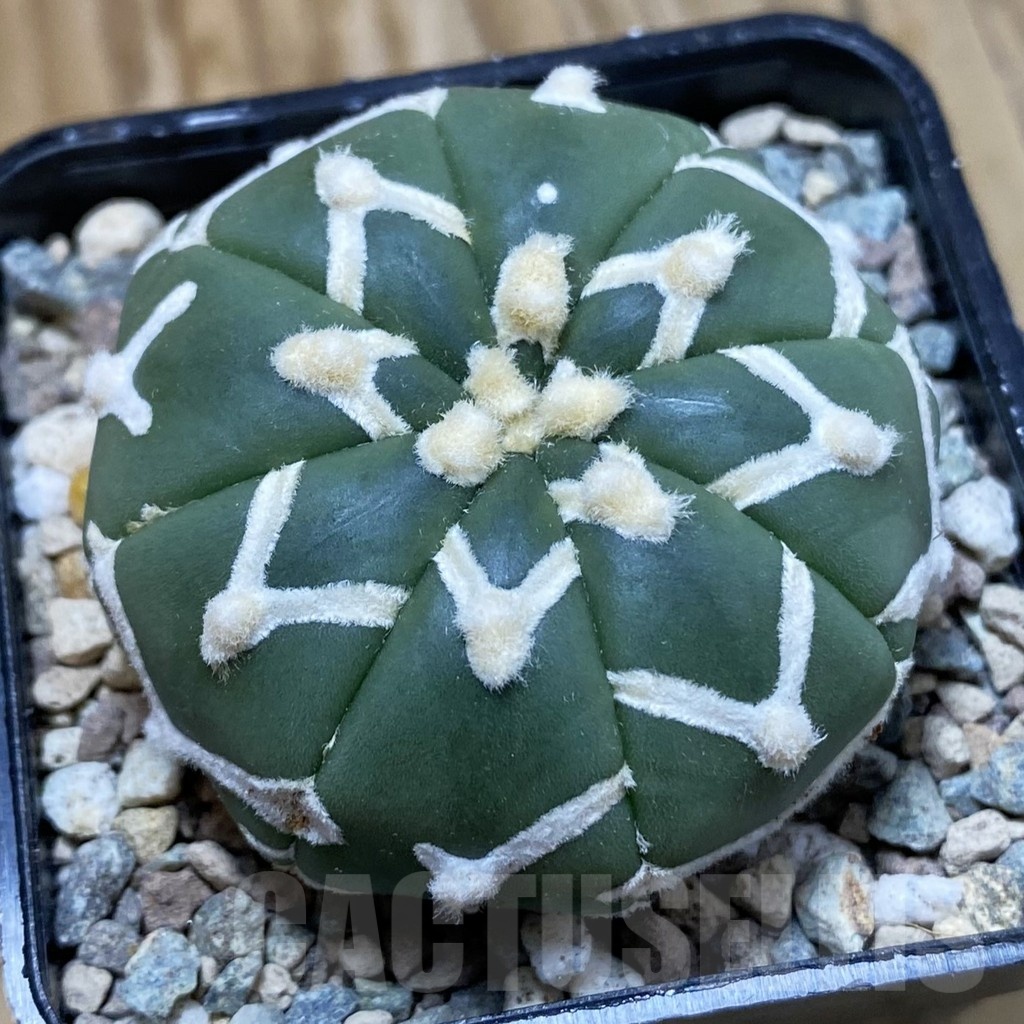SH23526 Astrophytum asterias ‘Super Kabuto’ V-type f. nudum