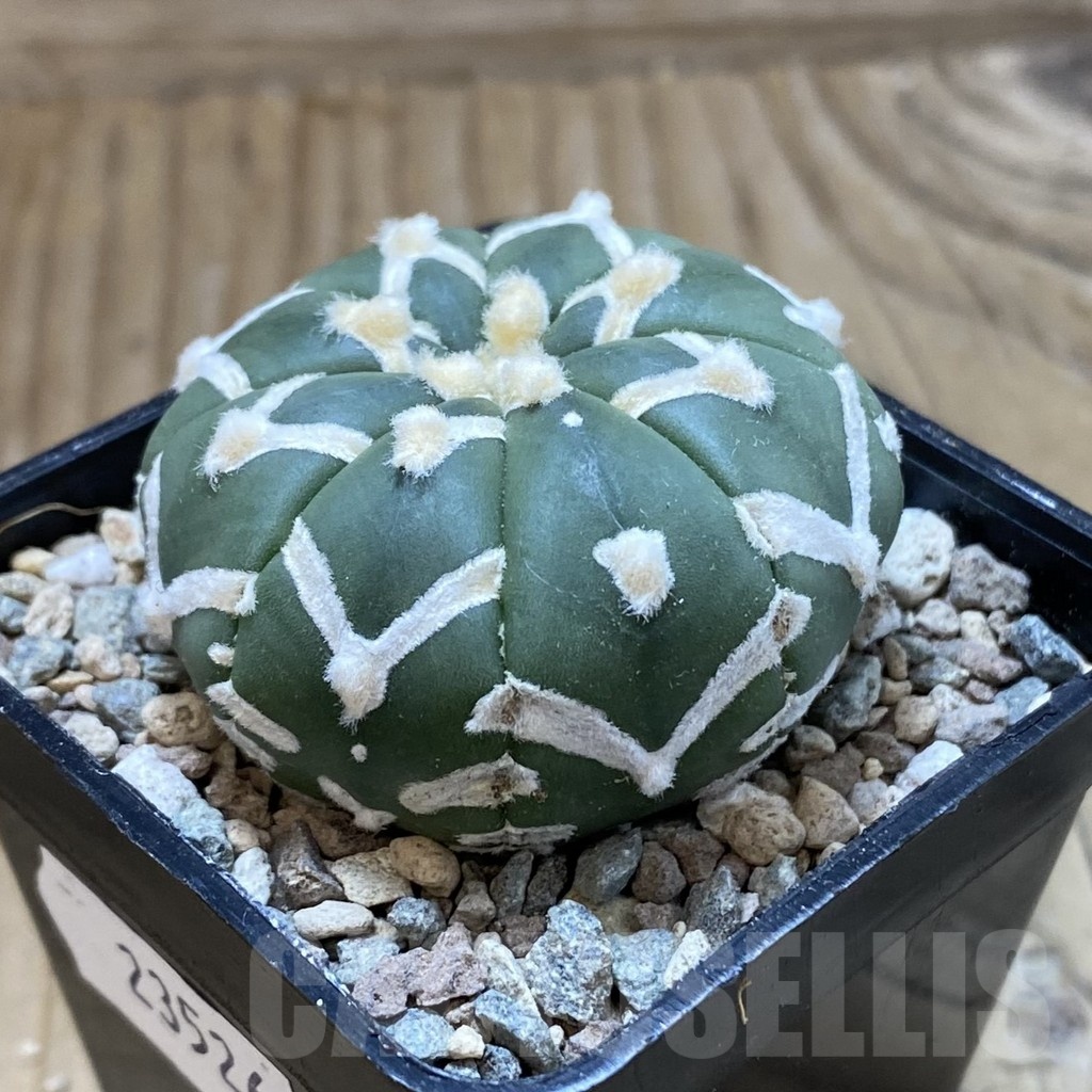 SH23526 Astrophytum asterias ‘Super Kabuto’ V-type f. nudum - Image 3