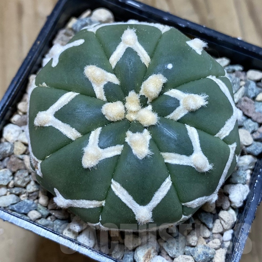 SH23526 Astrophytum asterias ‘Super Kabuto’ V-type f. nudum - Image 2