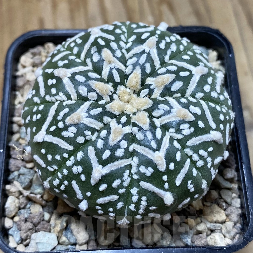 SH23528 Astrophytum asterias ‘Super Kabuto’ V-type f. nudum