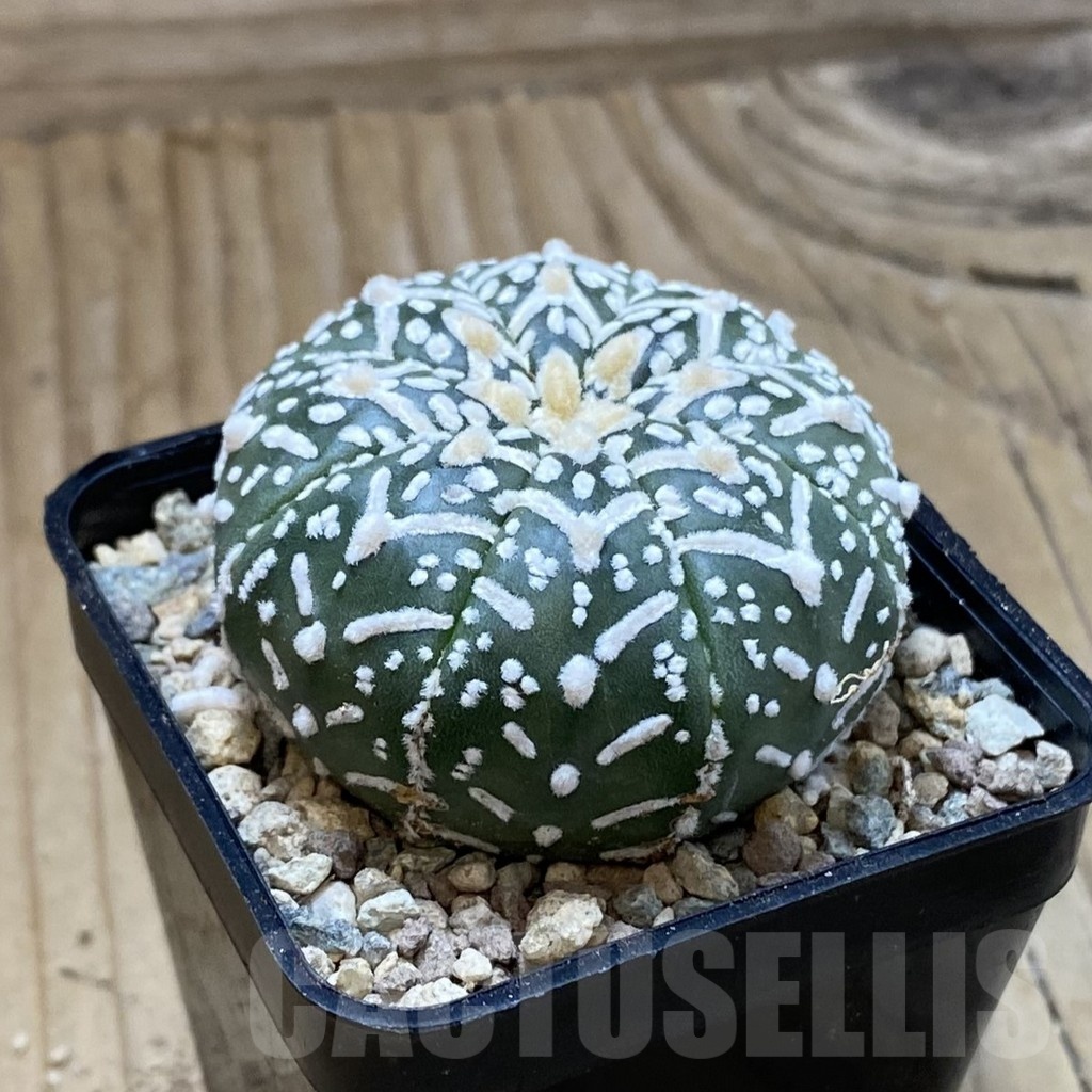 SH23528 Astrophytum asterias ‘Super Kabuto’ V-type f. nudum - Image 2