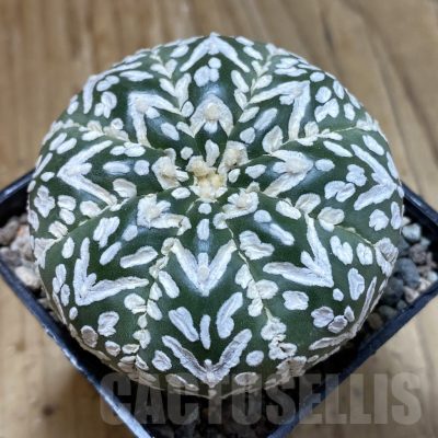 SH23531 Astrophytum asterias ‘Super Kabuto’ V-type f. nudum